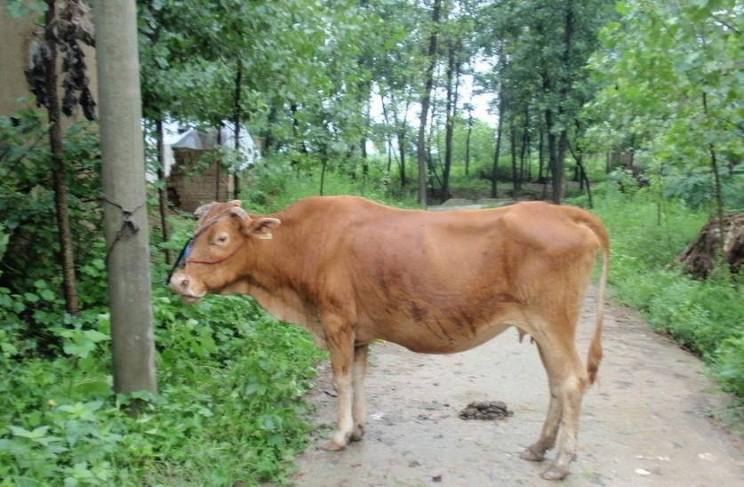 湖州最新求一个套医保卡的黄牛是真的吗方法分析(最方便真实的湖州求一个套医保卡的黄牛是真的吗还是假的方法)